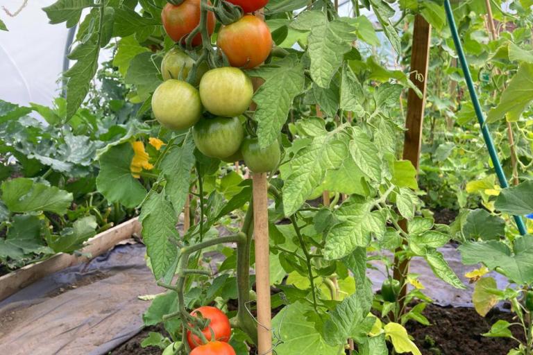 Carlisle Green Hub vegetables for others 2