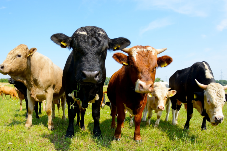 Herd of cows in a field